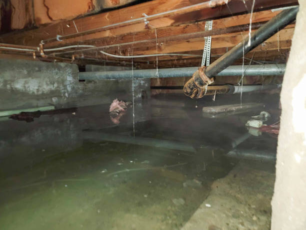 Best Professional water damage repair  in Carlisle, IA