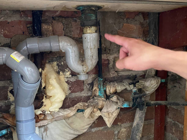 Best Mold removal after water damage  in Carlisle, IA